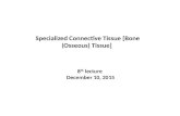 8 th lecture December 10, 2015 Specialized Connective Tissue [Bone (Osseous) Tissue]