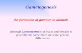 Gametogenesis the formation of gametes in animals Gametogenesis although Gametogenesis in males and females is generally the same there are some general.
