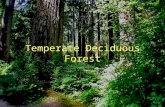 Temperate Deciduous Forest. Deciduous – To shed The most important thing is…