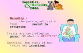 HeredityHeredity : parent to offspring the passing of traits from parent to offspring genes Traits are controlled by genes, SO what is GENETICS? inherited.