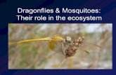 Dragonflies & Mosquitoes: Their role in the ecosystem.