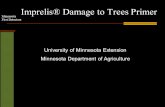 Minnesota First Detectors Imprelis® Damage to Trees Primer University of Minnesota Extension Minnesota Department of Agriculture.