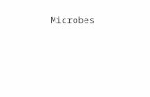 Microbes By: Megan Daugherty. What is a Microbe? A microscopic Organism – We can only see it with a microscope Can Include: – Bacteria – Fungi – Virus.
