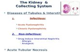 The Kidney & Collecting System  Diseases of Tubules & Interstitium: 1. Infectious:  Acute Pyelonephritis  Chronic Pyelonephriris 2. Non-infectious: