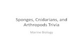 Sponges, Cnidarians, and Arthropods Trivia Marine Biology.