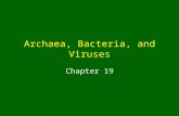 Archaea, Bacteria, and Viruses Chapter 19. Prokaryotes and Eukaryotes Terms introduced by Edouard Chatton in 1920s Based on microscopic observations ProkaryotesEukaryotes.
