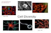 Leaving Cert Biology 2.4 Cell Diversity Cell Diversity Skin cell Bone cell Hair cell.