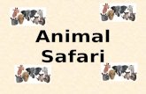 Animal Safari. How Do We Find Animals? We will follow tracks to find animals.