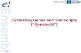 1 of 28 Evaluating Genes and Transcripts (Genebuild)