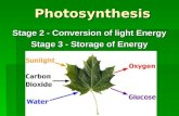 Stage 2 - Conversion of light Energy Stage 3 - Storage of Energy
