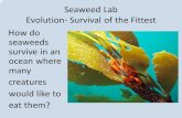 Seaweed Lab Evolution- Survival of the Fittest How do seaweeds survive in an ocean where many creatures would like to eat them?