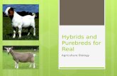 Hybrids and Purebreds for Real Agriculture Biology.