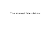 The Normal Microbiota. Natural Human Flora What organisms are part of normal flora Where do they colonize - microbial ecosystems How are they able to.