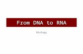 From DNA to RNA Biology. Do you remember what proteins are made of ? Hundreds of Amino Acids link together to make one Protein There are 20 types of amino.