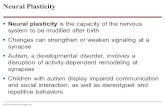 2014 Pearson Education, Inc. Neural Plasticity  Neural plasticity is the capacity of the nervous system to be modified after birth  Changes can strengthen.