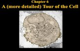 Chapter 6 A (more detailed) Tour of the Cell. Nucleus: Chromatin v. chromosomes Nucleolus synthesizes ribosomes Nuclear pores.