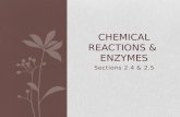 Sections 2.4  2.5 CHEMICAL REACTIONS  ENZYMES. 2.4 Chemical Reactions Key Concept: Life depends on chemical reactions.
