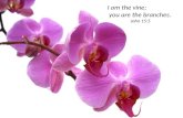 I am the vine; you are the branches. John 15:5. Christ-centered Ministry Acts 9:32-43.