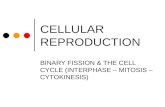 CELLULAR REPRODUCTION BINARY FISSION  THE CELL CYCLE (INTERPHASE  MITOSIS  CYTOKINESIS)