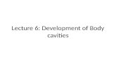 Lecture 6: Development of Body cavities