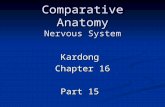 Comparative Anatomy Nervous System Kardong Chapter 16 Part 15.