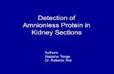 Detection of Amnionless Protein in Kidney Sections Authors Natasha Tonge Dr. Roberta Rivi.