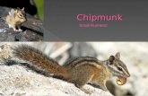 Chipmunk Small Runners!.