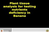 Plant tissue analysis for testing nutrients deficiency in Banana Next End.