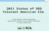 2011 Status of DED Tolerant American Elm Linda Haugen, Plant Pathologist USDA Forest Service, Forest Health Protection St. Paul, Minnesota.