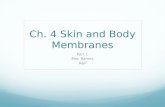 Ch. 4 Skin and Body Membranes Part 1 Mrs. Barnes AP.