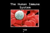 The Human Immune System Video. What is the immune system? The bodys defense against disease causing organisms, malfunctioning cells, and foreign particles.