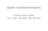 Spider mechanoreceptors Friedrich Barth (2004) Curr. Opin. Neurobiol. 14: 415-422.