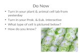 Do Now Turn in your plant & animal cell lab from yesterday Turn in your Prok. & Euk. Interactive What…