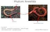 Phylum: Annelida mouth clitellum anus Dorsal blood vessel Functions: Clitellum – involved in reproduction…