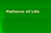 Patterns of Life. Executive Summary  The Caste System  Marriage  Women’s Lives.