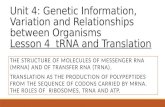 Unit 4: Genetic Information, Variation and Relationships between Organisms Lesson 4 tRNA and Translation…