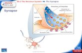 End Show 35-2 The Nervous System Slide 1 of 38 Copyright Pearson Prentice Hall The Synapse Synapse.