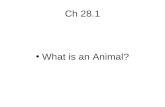 Ch 28.1 What is an Animal?. Cnidaria: jelly fish, corals, sponges etc.