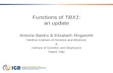 Functions of TBX1: an update Antonio Baldini & Elizabeth Illingworth Telethon Institute of Genetics…