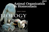 Animal Organization & Homeostasis Chapter 33. 2 Types of Epithelial Tissues in the Vertebrates.