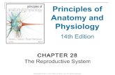 28 [chapter 28 the reproductive system]