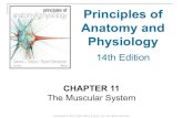 11 [chapter 11 the muscular system]