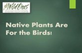 Native Plants Are For the Birds!