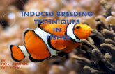 Induced breeding in fishes