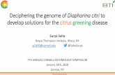 Deciphering the genome of Diaphorina citri to develop solutions for the citrus greening disease