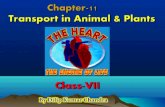 11. Transportation in Animals and Plants by Dilip Kumar Chandra