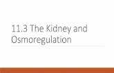 11.3 kidneys and osmoregulation