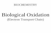 Biological Oxidation (Electron Transport Chain)