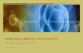 Stem cells and cell specialization