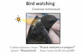 Bird watching. Сонячна геолокація